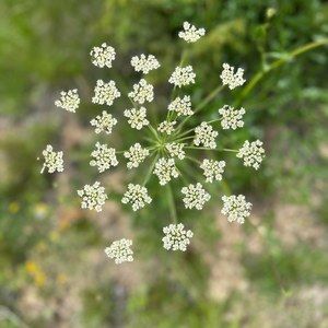 Meet your Posher, Louise